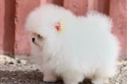 $800 : Mini Pomerania cachorros thumbnail