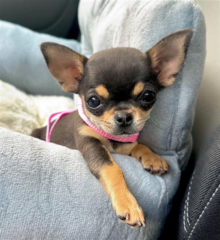 $300 : Mini Chihuahua pup for sale image 1