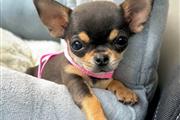 Mini Chihuahua pup for sale