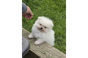 Pure White  Pom for sale en Los Angeles