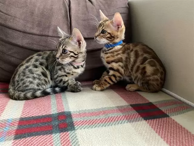 $100 : sweet Leopard Bengal Kittens ❤ image 3