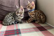 $100 : sweet Leopard Bengal Kittens ❤ thumbnail