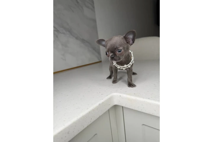 $300 : Teacup Chihuahua puppies image 1