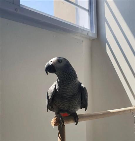 $280 : African Grey Parrots For Sale image 1