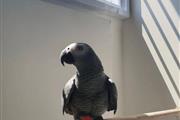 African Grey Parrots For Sale en Miami