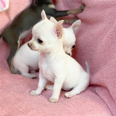 $250 : Chihuahua puppies image 3