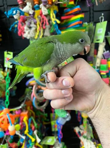 $300 : MARY Quaker parrots image 5