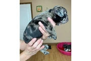 $475 : adorables bull francés Perro thumbnail