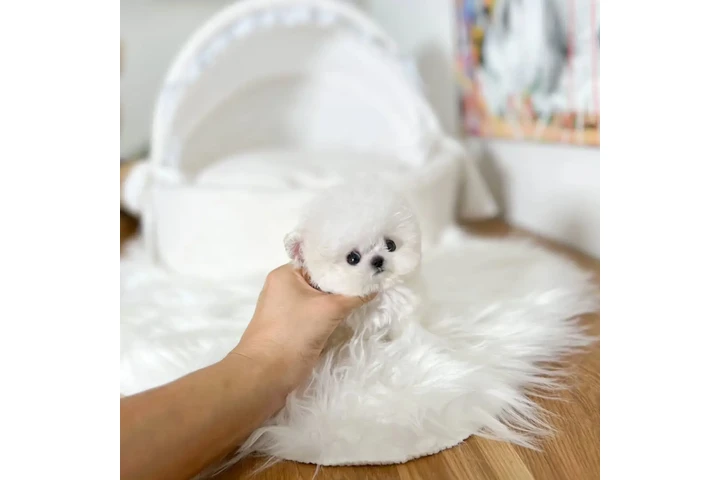 $350 : bichón miniatura image 2