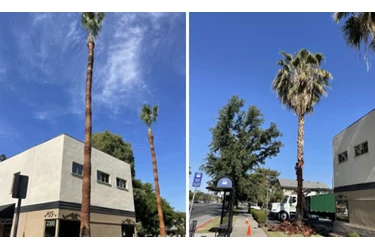 Expert Tree & Junk Removal en Bakersfield