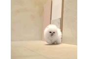 $300 : French bulldog and Pomeranian thumbnail