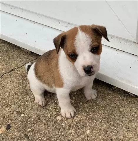 Pure Jack russells puppies image 2