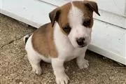 Pure Jack russells puppies thumbnail
