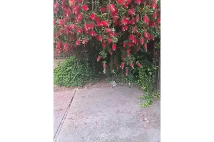 LIMPIEZA PROFESIONAL image 2