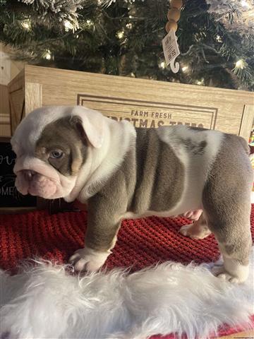 $370 : Beautiful bulldog puppy image 2