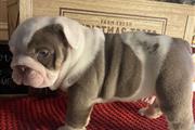 $370 : Beautiful bulldog puppy thumbnail