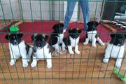 $700 : Akita puppies available for ad thumbnail