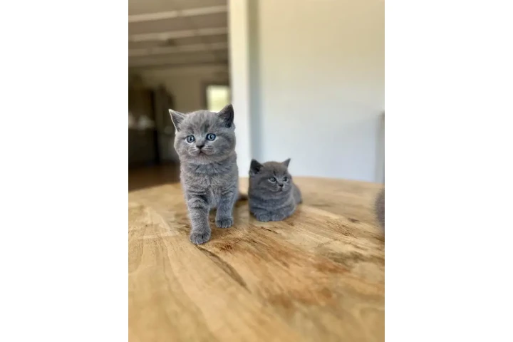 $280 : British Shorthair Kittens image 2
