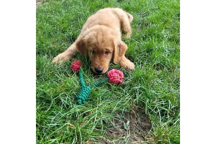 $350 : Cachorros Golden Retriever image 5