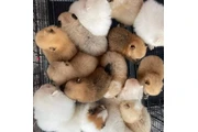 $350 : Pomerania taza de té thumbnail