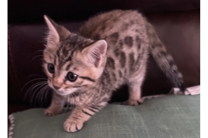 $1000 : Bengal Kitten FEMALE image 5