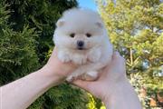 $350 : POMERANIAN PUPPIES FOR SALE thumbnail