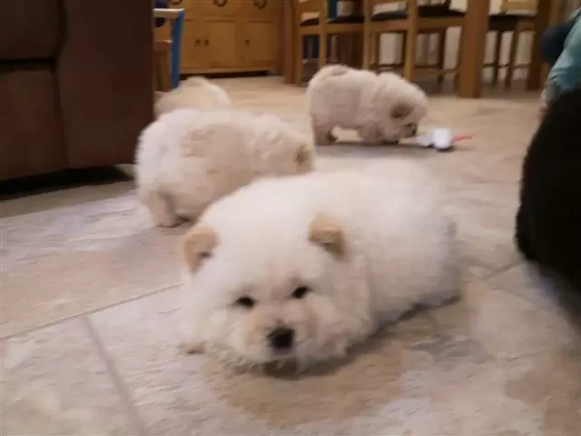 $400 : Amazing chow chow Pup image 1