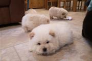 Amazing chow chow Pup thumbnail