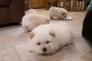 Amazing chow chow Pup en Toronto