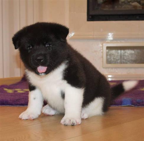 $700 : Akita puppies available for ad image 2