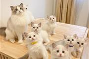 Cute Ragdol Kittens to Rehome thumbnail