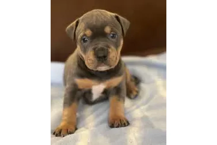 $600000 : PitBull Lindos y Excelentes image 2