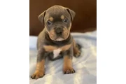 $600000 : PitBull Lindos y Excelentes thumbnail