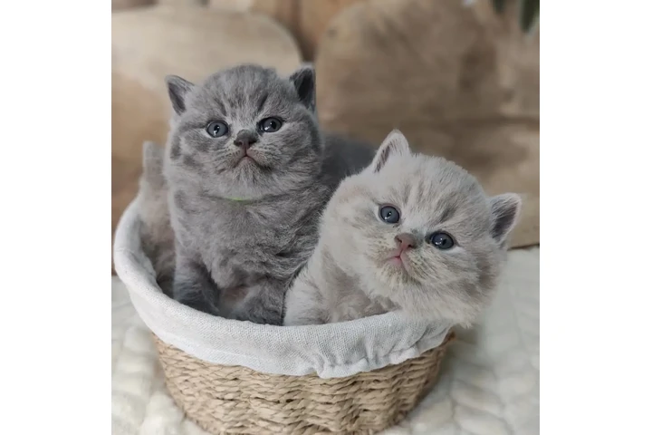 $250 : British shorthair Disponible image 2