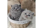 $250 : British shorthair Disponible thumbnail