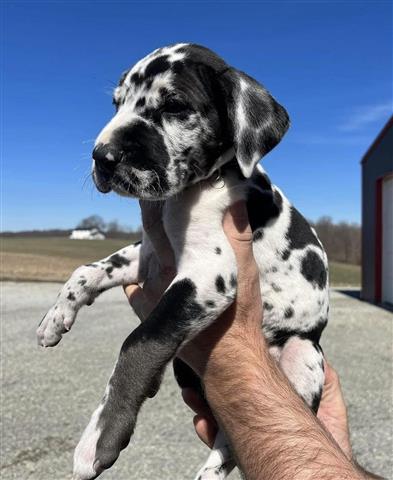 $500 : Great Dane puppies for adoptio image 4