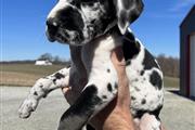 $500 : Great Dane puppies for adoptio thumbnail