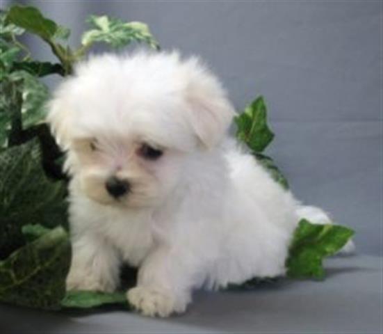 $450 : maltese puppies image 1