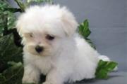 $450 : maltese puppies thumbnail