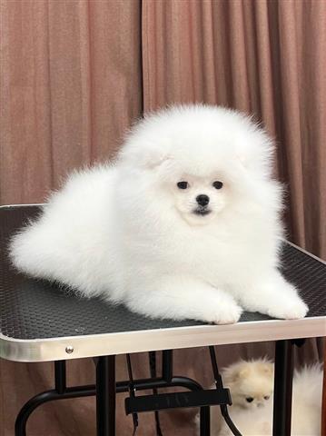 $300 : Pomeranian puppy image 3