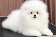 $300 : Pomeranian puppy thumbnail
