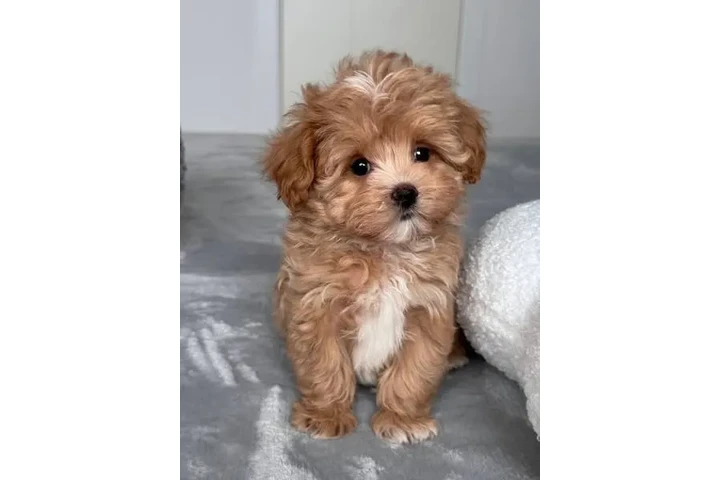 $350 : adorable Maltipoo image 2