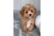 $350 : adorable Maltipoo thumbnail