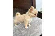 $350 : Chihuahua taza de té thumbnail