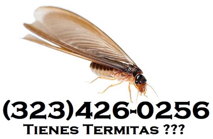 CONTROL TERMITAS (323)426-0256 image 3