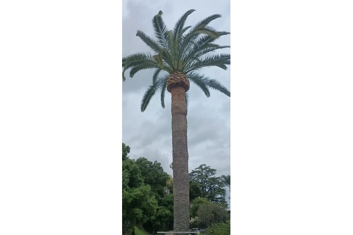 🌳 Cuidado Verde Total 💧 image 8
