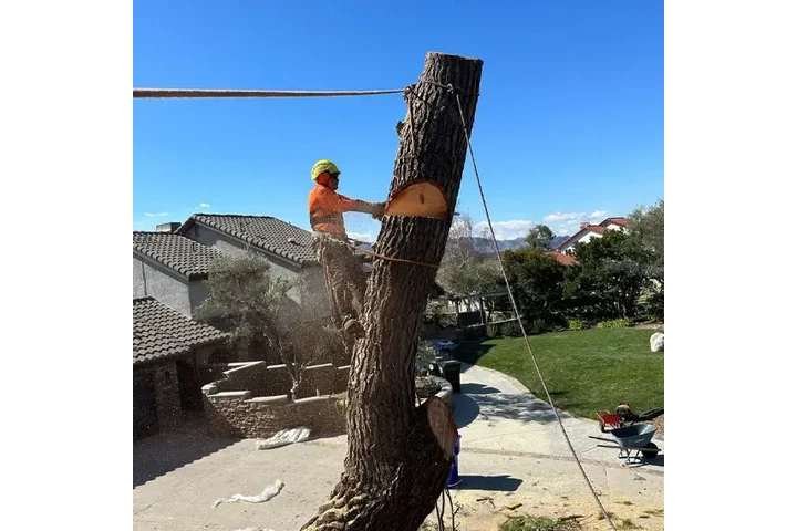 CUIDADO DE ARBOLES image 4