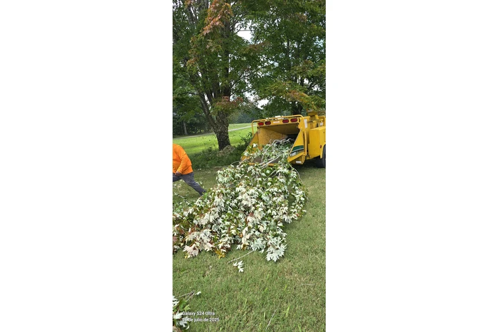 Joseph Tree Services image 3