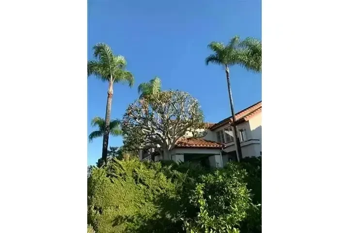 Alex Tree Services image 7