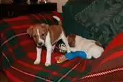 $450 : Buy Jack Russel Puppies thumbnail